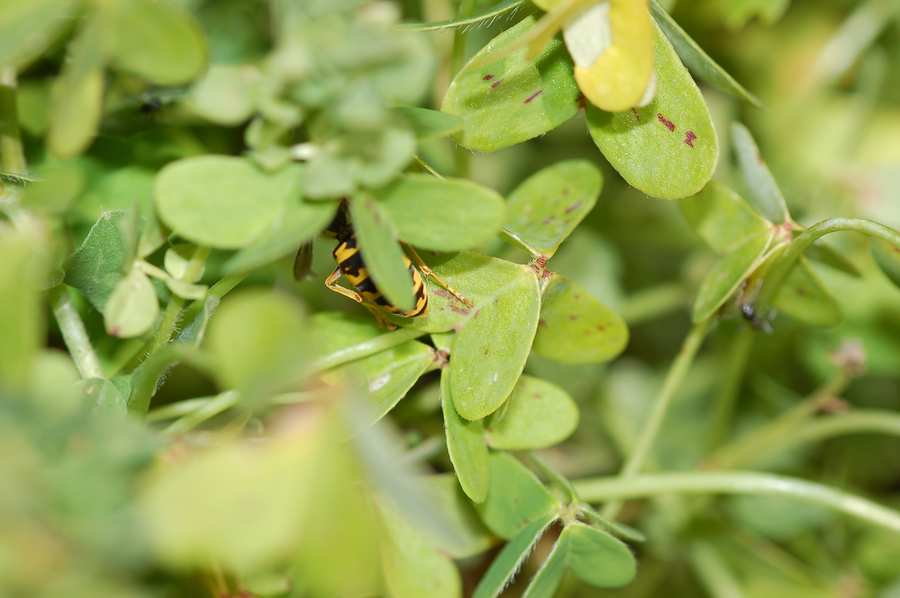 Sicilia: Nido di Vespula Germanica ancora attivo